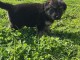chiot berger allemand disponible pour adoption 
