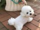 chiot bichon maltais &agrave; donner 