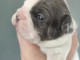 chiot bouledogue fran&ccedil;ais &agrave; adopter 