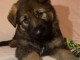 chiot berger allemand &agrave; donner 