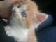 Je donne chaton roux maine coon 