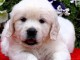 chiot golden retriever &agrave; donner 