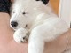 chiot berger blanc suisse lof 