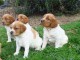 Chiot &eacute;pagneul breton &agrave; donner 