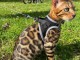 Adoption chatons Bengal disponible 