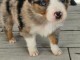 Chiot berger australien disponible pour adoption 