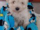 chiot bichon maltais &agrave; donner 