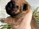 Chiot bouledogue fran&ccedil;ais &agrave; donner 