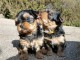 adorable chiot Yorkshire &agrave; donner 
