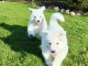 Magnifique chiot berger blanc suisse 