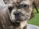 chiot bouledogue fran&ccedil;ais &agrave; donner 