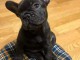 Je donne chiot bouledogue fran&ccedil;ais 