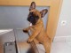 Chiot bouledogue fran&ccedil;ais &agrave; donner 