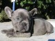 chiot bouledogue fran&ccedil;ais aux yeux bleu 