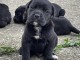 Cane Corso chiots &agrave; vendre