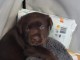 chiot labrador &agrave; donner 