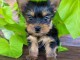 chiot Yorkshire terrier m&acirc;le et femelle &agrave; donner 