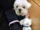 chiot bichon maltais &agrave; adopter 