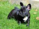 chiot bouledogue fran&ccedil;ais &agrave; donner 