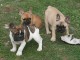 Chiot bouledogue fran&ccedil;ais disponible pour adoption 