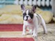 chiot bouledogue fran&ccedil;ais disponible 