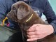 chiot a donner labrador chocolat femelle 