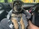 Je donne chiot berger allemand m&acirc;le 