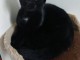 chaton noir &agrave; donner 