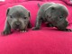 chiot staffie &agrave; donner m&acirc;le et femelle 