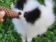 chiot spitz allemand race pure &agrave; donner 