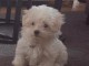 chiot bichon maltais &agrave; donner 