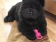 Magnifique chiot chow-chow pour adoption 