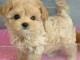 chiot bichon disponible &agrave; partir 