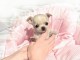 Chiot chihuahua &agrave; donner 