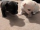 chiot chihuahua disponible de suite 