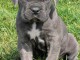 chiot Cane Corso adorable 