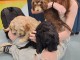 Chiot cockapoo &agrave; donner 