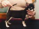 chiot chihuahua femelle &agrave; donner 