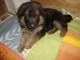 Chiot berger allemand &agrave; donner 