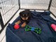 chiot rottweiler &agrave; donner 