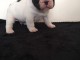 chiots bouledogue fran&ccedil;ais &agrave; donner 