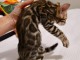 A donner chatons Bengal 