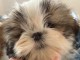 &agrave; donner contre bon soin chiot Shih Tzu 