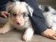b&eacute;b&eacute; chiot berger australien m&acirc;le &agrave; donner 