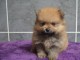 chiot spitz allemand race pure a donner 