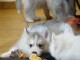 chiot m&acirc;le husky pour adoption 