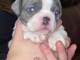 Je donne chiot bouledogue fran&ccedil;ais m&acirc;le 