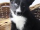 chiot pomsky femelle a donner 
