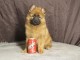 chiot pomsky m&acirc;le a donner 
