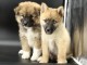 chiot pomsky m&acirc;le et femelle &agrave; donner 